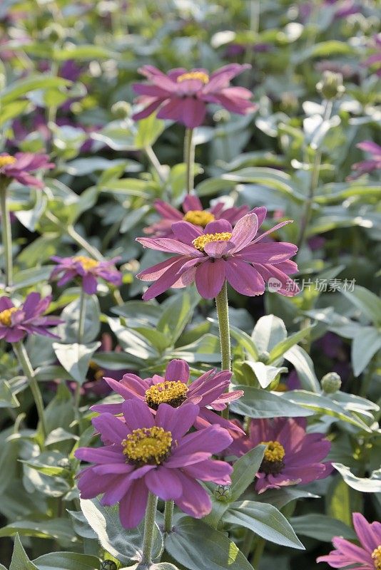 美丽Zinnias XXXL